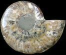 Cut Ammonite Fossil (Half) - Agatized #42530-1